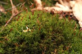 Attēlu rezultāti vaicājumam “Atrichum undulatum”