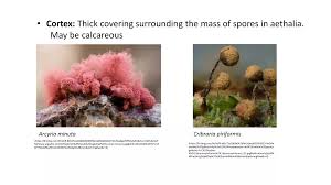 Attēlu rezultāti vaicājumam “Arcyria minuta stalked”