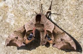 Attēlu rezultāti vaicājumam “Smerinthus ocellata”