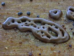 Attēlu rezultāti vaicājumam “Enteridium olivaceum”