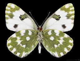 Attēlu rezultāti vaicājumam “Pontia edusa”