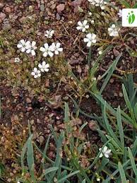 Attēlu rezultāti vaicājumam “Gypsophila fastigiata bud”