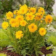 Image result for Coreopsis