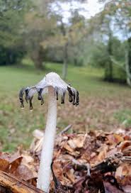 Attēlu rezultāti vaicājumam “Coprinus sp.”