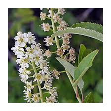 Attēlu rezultāti vaicājumam “Prunus serotina flower”
