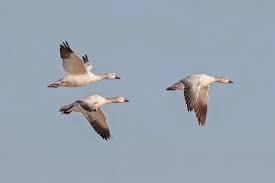 Image result for Anser caerulescens