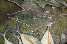 Image result for Rhynchobatus australiae