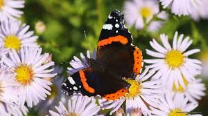 Attēlu rezultāti vaicājumam “Vanessa atalanta”