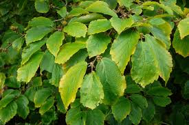 Attēlu rezultāti vaicājumam “Hamamelis virginiana”