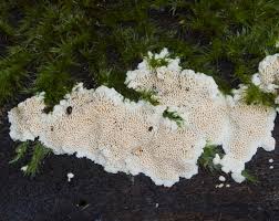 Attēlu rezultāti vaicājumam “Junghuhnia nitida”