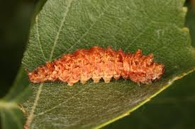 Attēlu rezultāti vaicājumam “Falcaria lacertinaria”