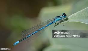 Attēlu rezultāti vaicājumam “Coenagrion puella male”