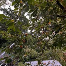 「柿の木利江」の画像検索結果