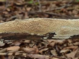 Attēlu rezultāti vaicājumam “Antrodia albida”