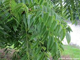 Attēlu rezultāti vaicājumam “Juglans x sinensis leaf”
