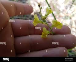 Attēlu rezultāti vaicājumam “Linaria loeselii”