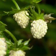 Image result for Fragaria vesca