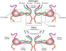 Fibrinogen and <b>fibrin</b> cleavage