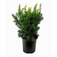 Attēlu rezultāti vaicājumam “Taxus”