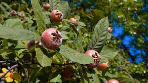 Attēlu rezultāti vaicājumam “Mespilus germanica leaf”