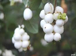 Attēlu rezultāti vaicājumam “Symphoricarpos albus fruit”