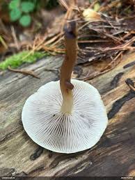 Attēlu rezultāti vaicājumam “Diderma montanum macro”