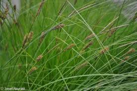 Attēlu rezultāti vaicājumam “Carex lasiocarpa fruit”