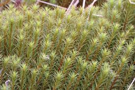 Attēlu rezultāti vaicājumam “Polytrichum commune var. perigoniale”