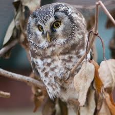 Image result for Aegolius funereus