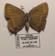 Attēlu rezultāti vaicājumam “Satyrium ilicis underside”