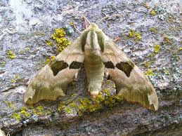 Attēlu rezultāti vaicājumam “Mimas tiliae”