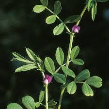 Attēlu rezultāti vaicājumam “Vicia lathyroides”