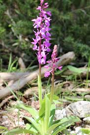 Attēlu rezultāti vaicājumam “Orchis mascula”