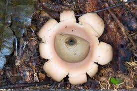 Attēlu rezultāti vaicājumam “Geastrum”