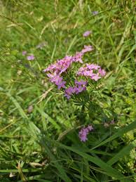 Attēlu rezultāti vaicājumam “Centaurium erythraea flower”