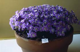 Attēlu rezultāti vaicājumam “Hepatica nobilis”