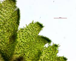 Attēlu rezultāti vaicājumam “Chiloscyphus polyanthos sporophyte”