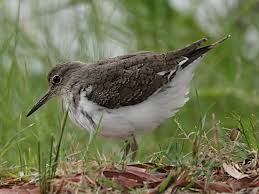 Attēlu rezultāti vaicājumam “Actitis hypoleucos”