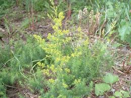 Attēlu rezultāti vaicājumam “Galium verum”