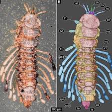 Attēlu rezultāti vaicājumam “Hylecoetus dermestoides male”