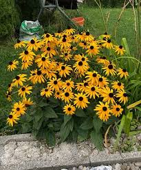 Image result for Sonnenhut