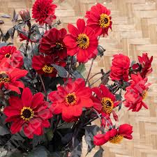 Image result for Dahlia x pinnata `Redskin`