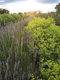 Image result for Frauenmantel