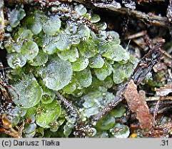 Attēlu rezultāti vaicājumam “Aneura pinguis”