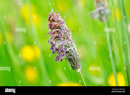 Attēlu rezultāti vaicājumam “Alopecurus pratensis flower”