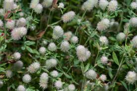 Attēlu rezultāti vaicājumam “Trifolium arvense flower”