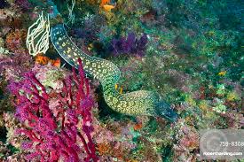 Image result for Muraena helena