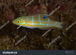 Image result for Halichoeres radiatus