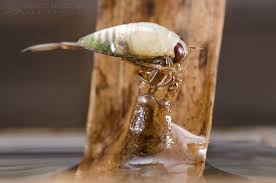 Attēlu rezultāti vaicājumam “Hydrochara caraboides”