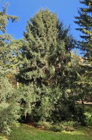 Attēlu rezultāti vaicājumam “Picea orientalis”